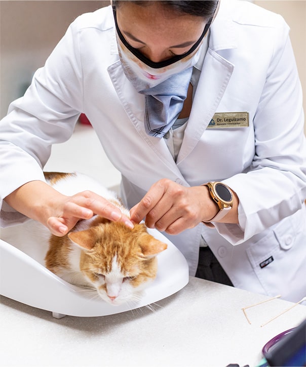 vet at hawthorne inspecting a cat