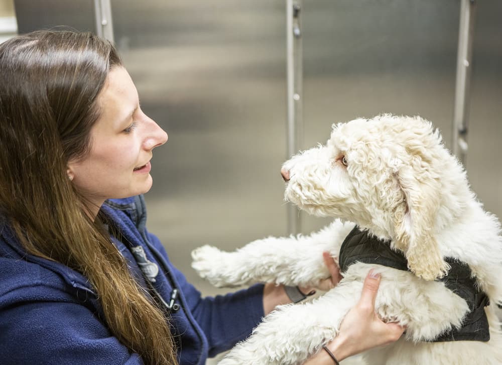 happy dog greeting a vet at hawthorne animal hospital