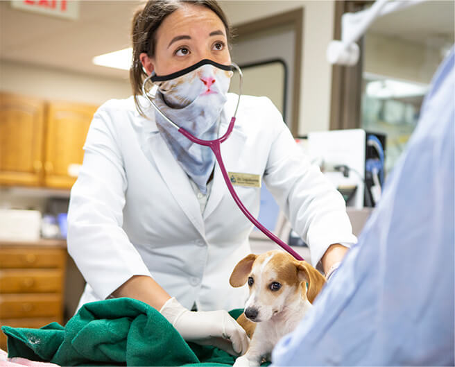 a doctor at hawthorne inspecting a sick dog