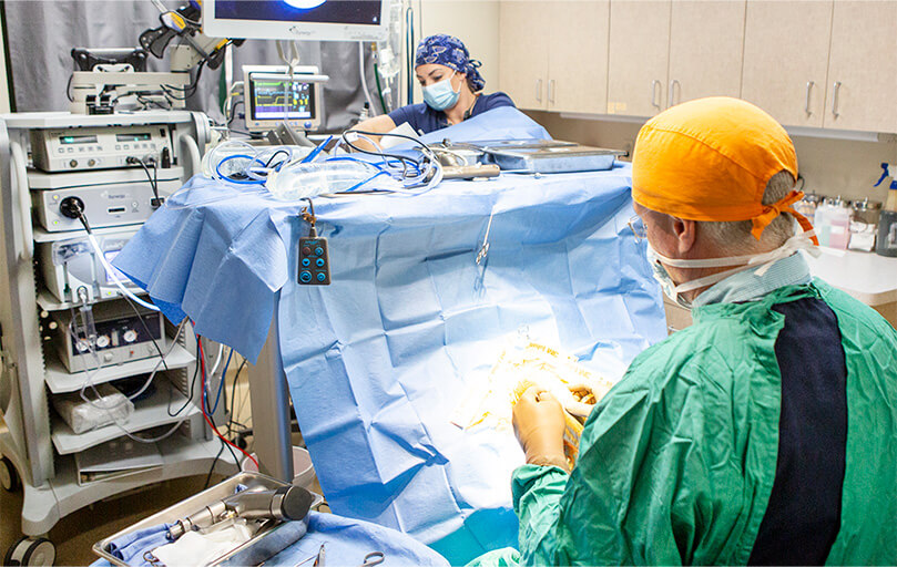 doctors working in an a surgery on a dog