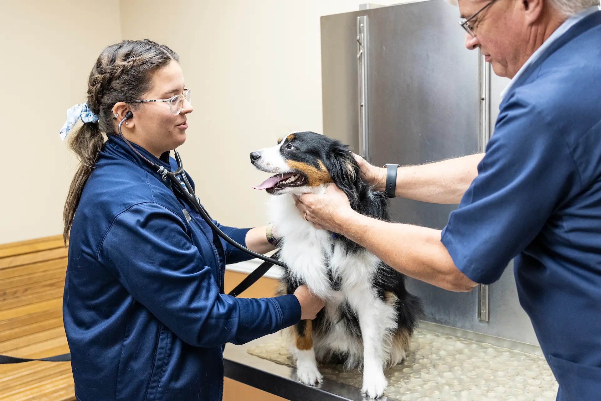 two vets looking after a dog