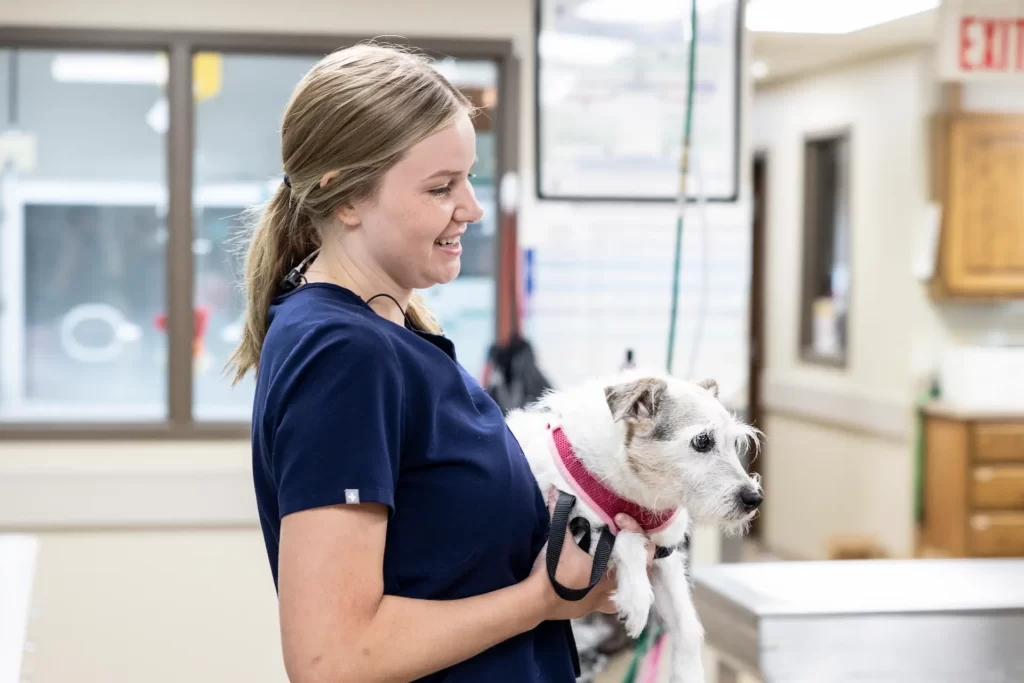 vet giving love to a dog