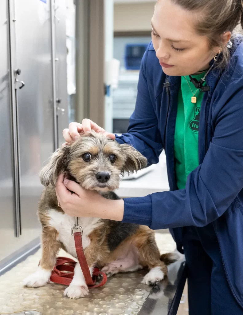 vet tending to a dog